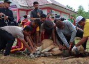 Polres Lingga Laksanakan Pemotongan Hewan Kurban Sambut Idul Adha 1446 H Tahun 2025