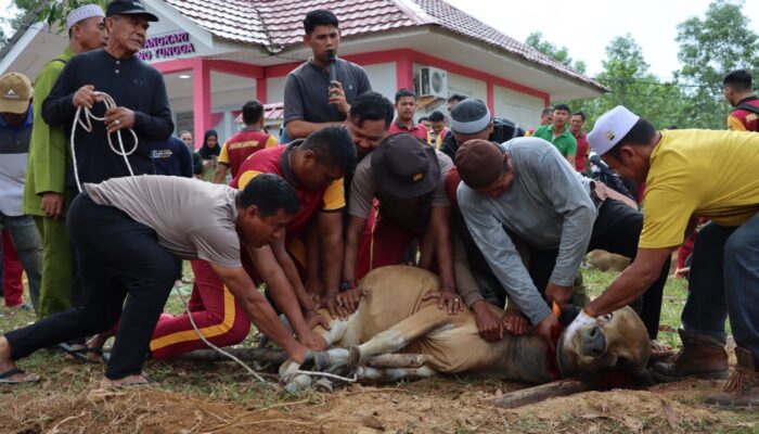 Polres Lingga Laksanakan Pemotongan Hewan Kurban Sambut Idul Adha 1446 H Tahun 2025