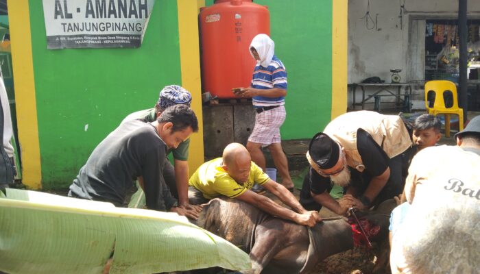 Surau Al – Amanah Laksanakan Penyembelihan Hewan Qurban