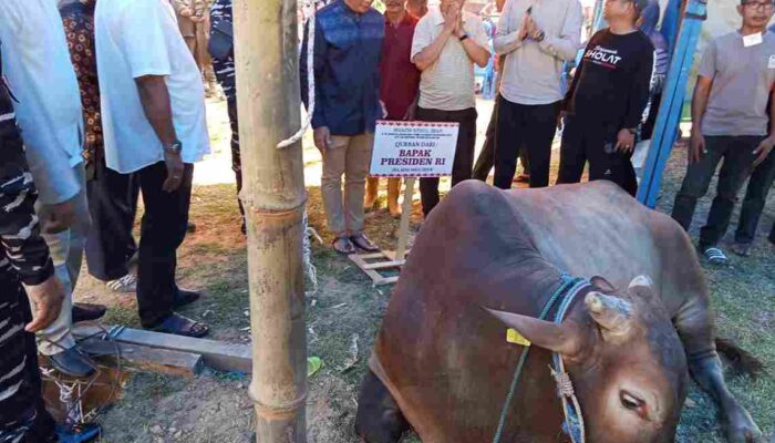 Sampaikan Kepedulian Presiden, Lis Serahkan dan Sembelih Langsung Sapi Qurban Untuk Warga Tanjungpinang