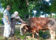 Wawako Berqurban di Kediamannya, Daging di Bagikan ke Warga