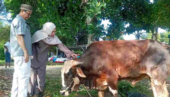Wawako Berqurban di Kediamannya, Daging di Bagikan ke Warga