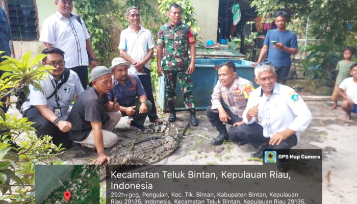 Buaya Peliharaan Warga Diamankan, Pemda dan BPSPL Evakuasi