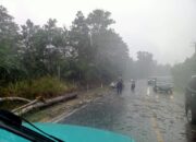 Bhabikamtibmas Sigap Evakuasi Pohon Tumbang Meski Hujan Deras di Sertai Petir