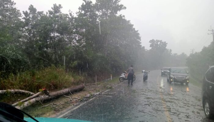 Bhabikamtibmas Sigap Evakuasi Pohon Tumbang Meski Hujan Deras di Sertai Petir