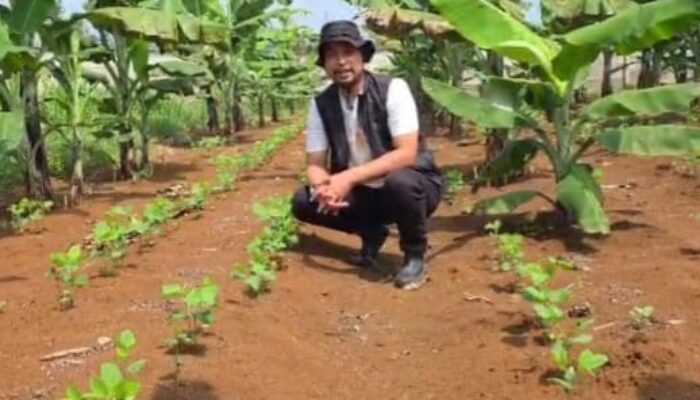 Strategi Jitu Fachri Yulizar, Membangun Ekosistem Pisang Barangan Jumbo Yang Berkelanjutan