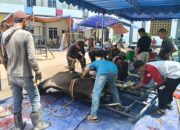 Idul Adha 1447 H, Masjid Agung Al Hikmah Tanjungpinang Sembelih 11 Ekor Sapi dan 11 Ekor Kambing