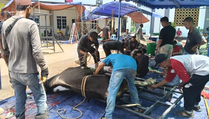 Idul Adha 1447 H, Masjid Agung Al Hikmah Tanjungpinang Sembelih 11 Ekor Sapi dan 11 Ekor Kambing
