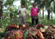 Koperasi Jadi Pilar Strategi Agrinas Palma Bangun Ekosistem Agribisnis Perkebunan
