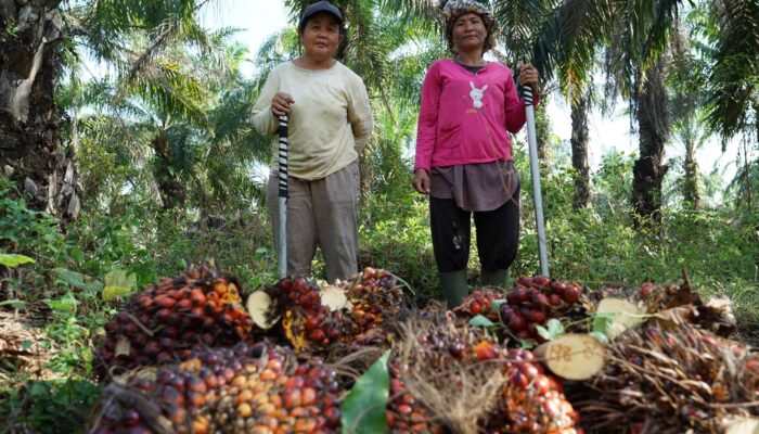 Koperasi Jadi Pilar Strategi Agrinas Palma Bangun Ekosistem Agribisnis Perkebunan